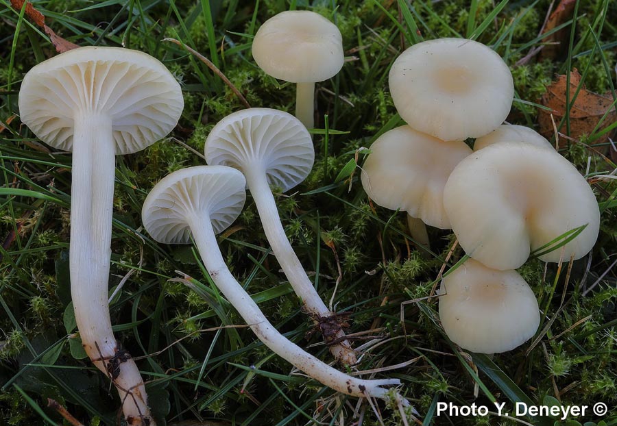 Hygrocybe russocoriacea