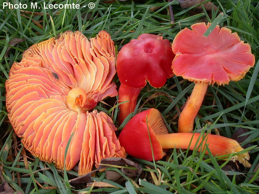 Hygrocybe splendidissima