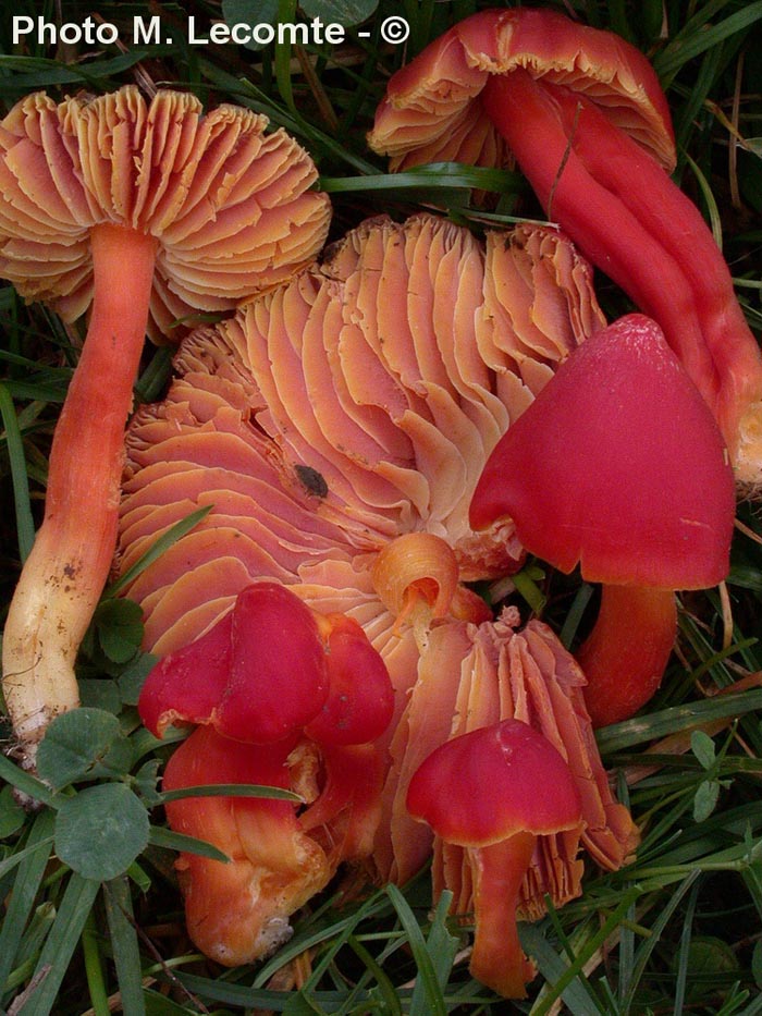 Hygrocybe splendidissima