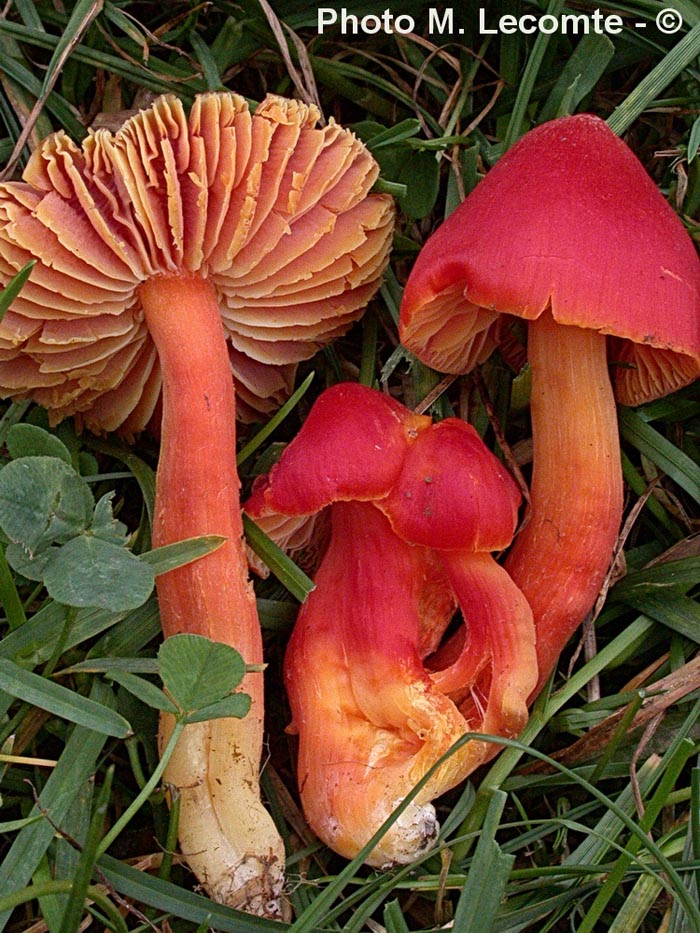 Hygrocybe splendidissima