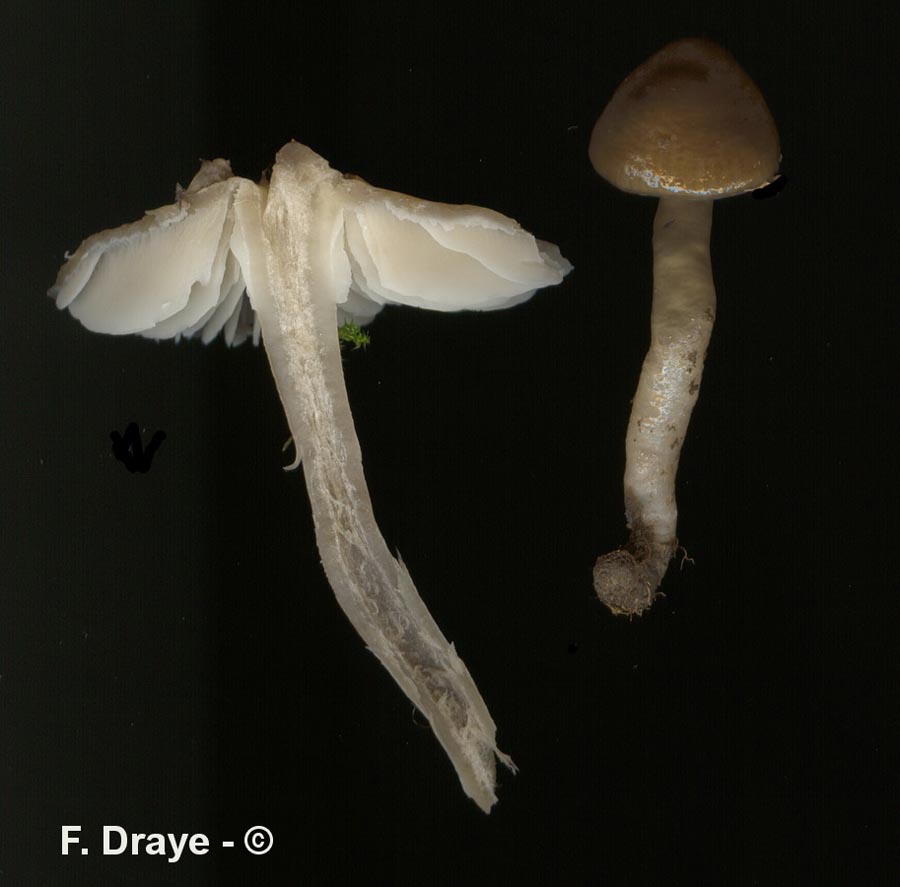 Hygrocybe unguinosa