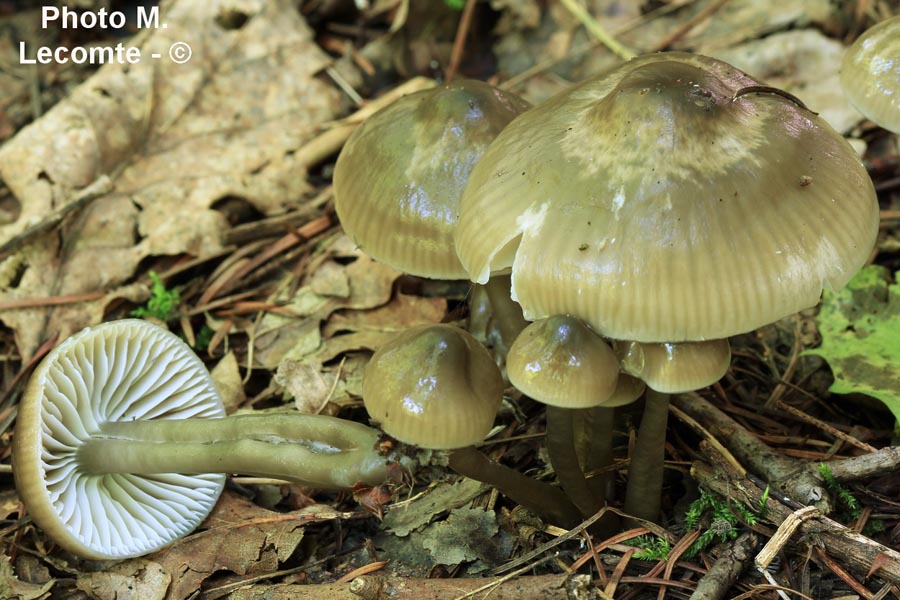 Hygrocybe unguinosa