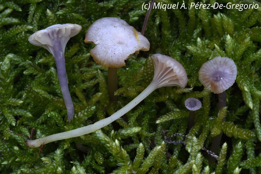 Hygrocybe viola