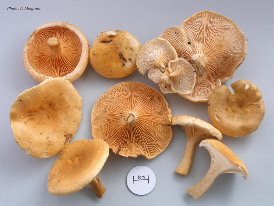 Hygrophoropsis aurantiaca