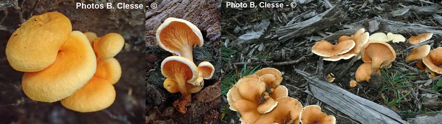 Hygrophoropsis aurantiaca