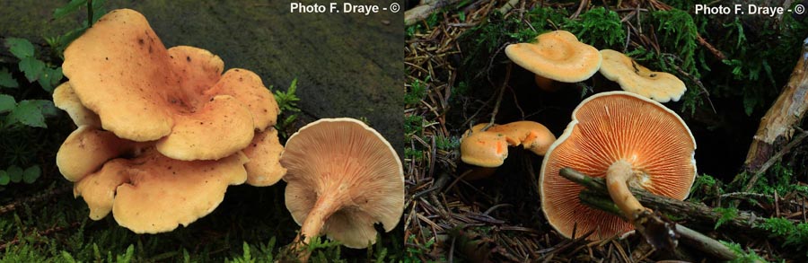 Hygrophoropsis aurantiaca