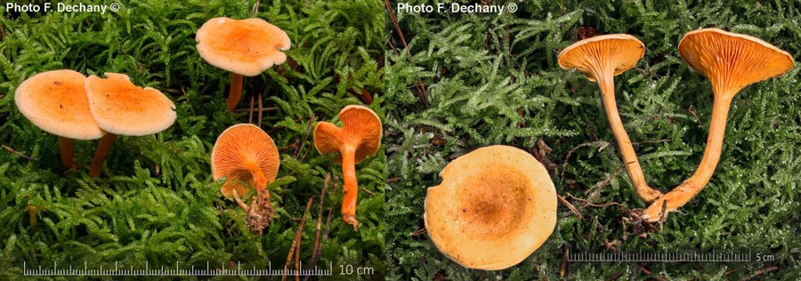 Hygrophoropsis aurantiaca