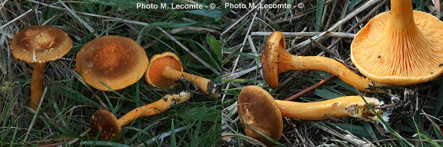 Hygrophoropsis aurantiaca