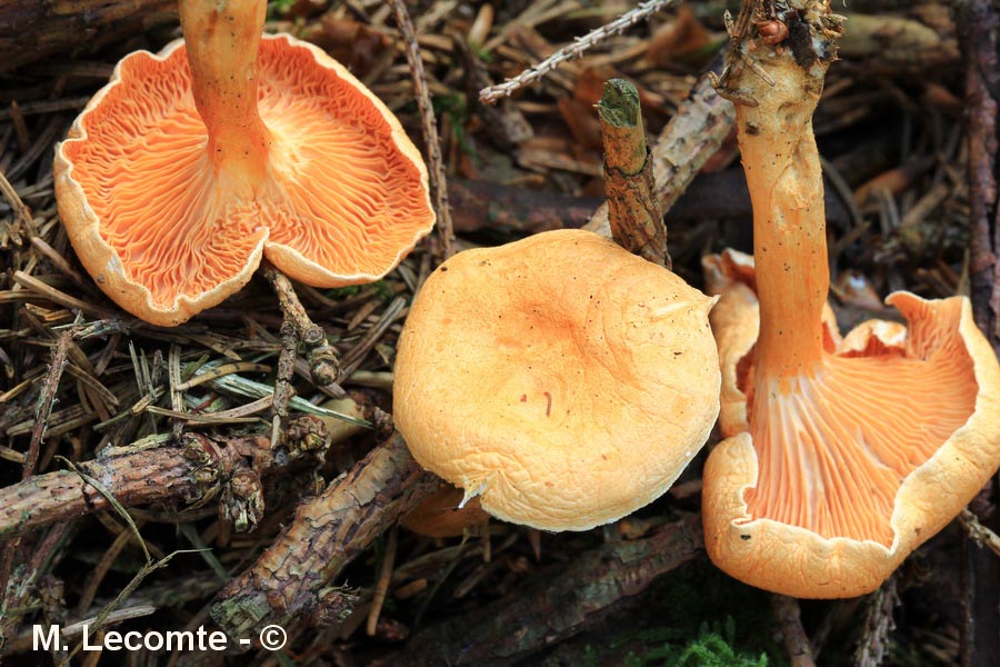 Hygrophoropsis aurantiaca