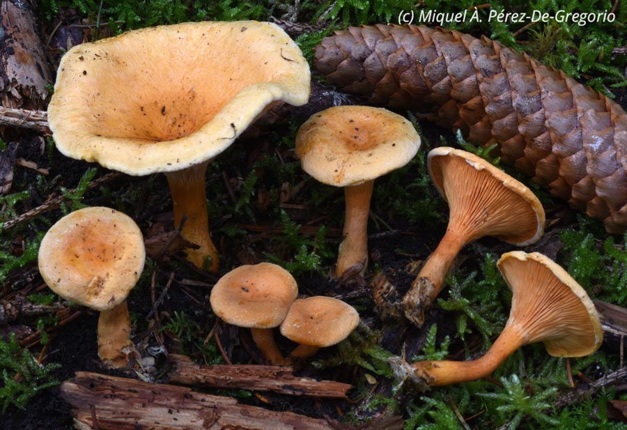 Hygrophoropsis aurantiaca