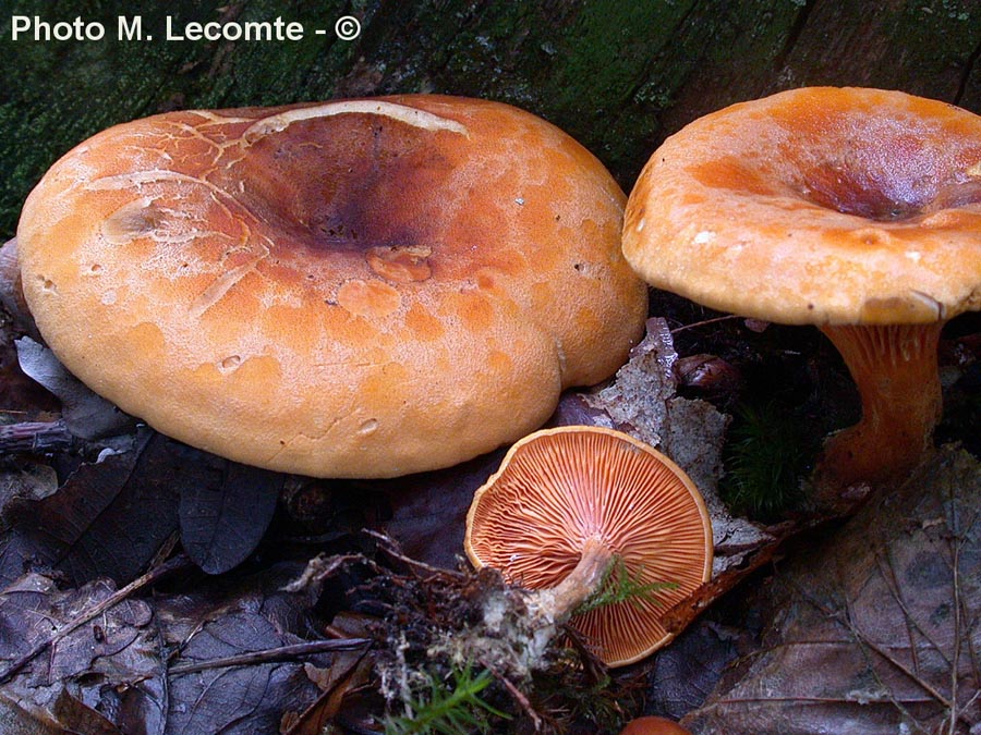 Hygrophoropsis fuscosquamulosa