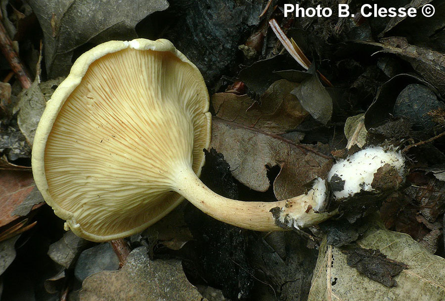 Hygrophoropsis pallida (Hygrophoropsis macrospora)