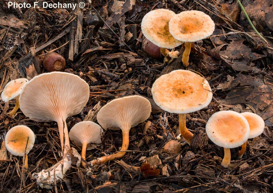 Hygrophoropsis pallida (Hygrophoropsis macrospora)