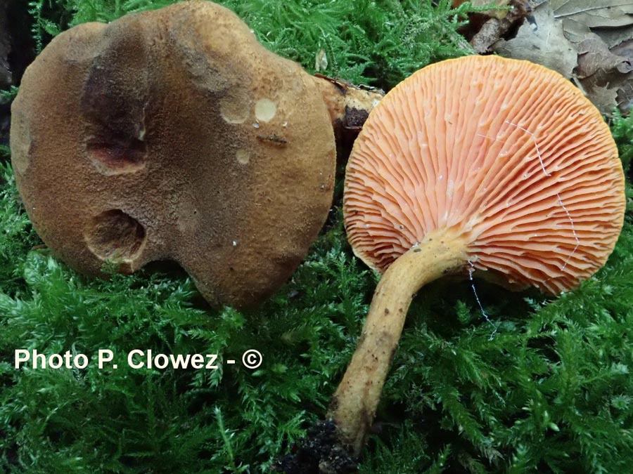 Hygrophoropsis rufa