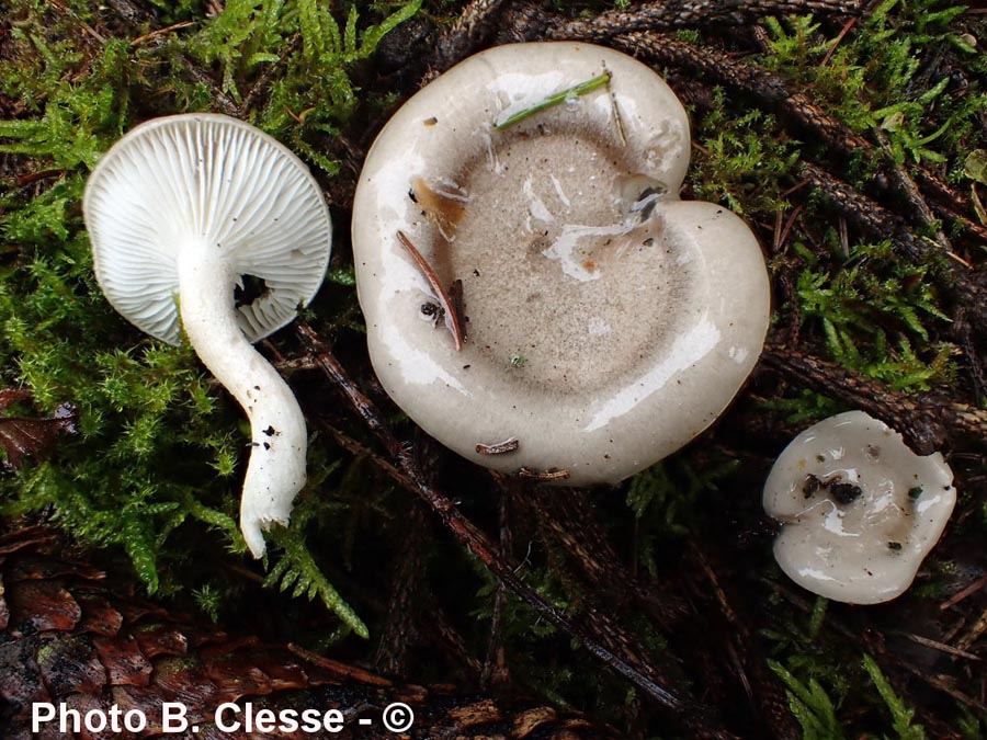 Hygrophorus agathosmus