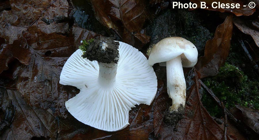 Hygrophorus arbustivus