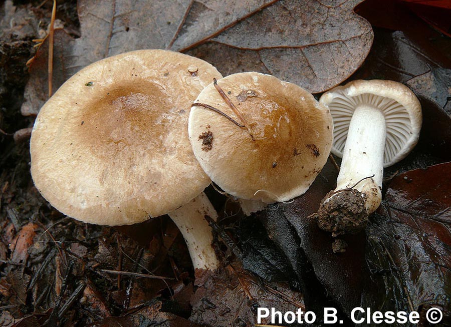 Hygrophorus arbustivus