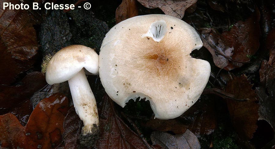 Hygrophorus arbustivus