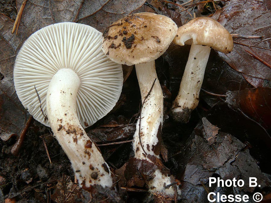 Hygrophorus arbustivus