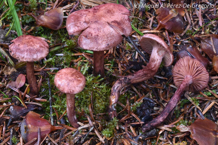 Hygrophorus capreolarius