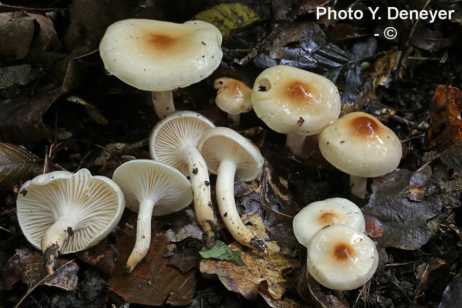 Hygrophorus carpini