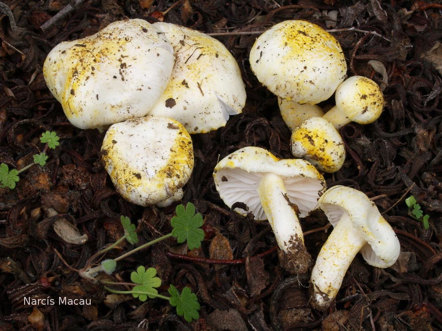 Hygrophorus chrysodon var. cistophilus