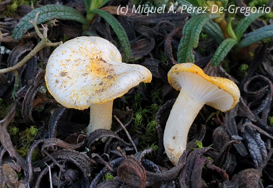 Hygrophorus chrysodon