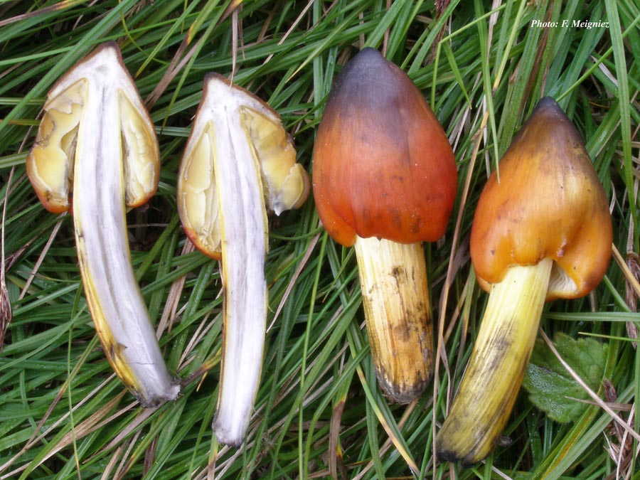 Hygrophorus conica