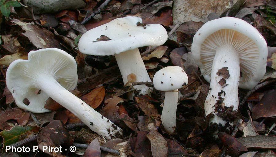 Hygrophorus cossus