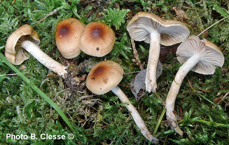 Hygrophorus discoideus