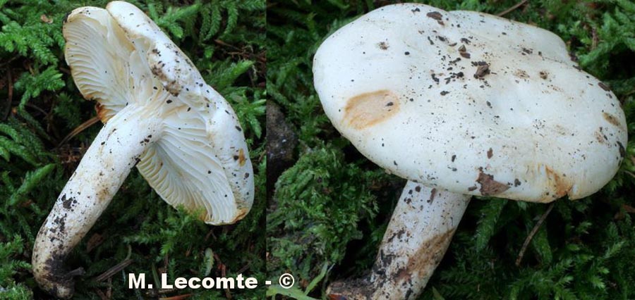 Hygrophorus discoxanthus var. chrysaspis