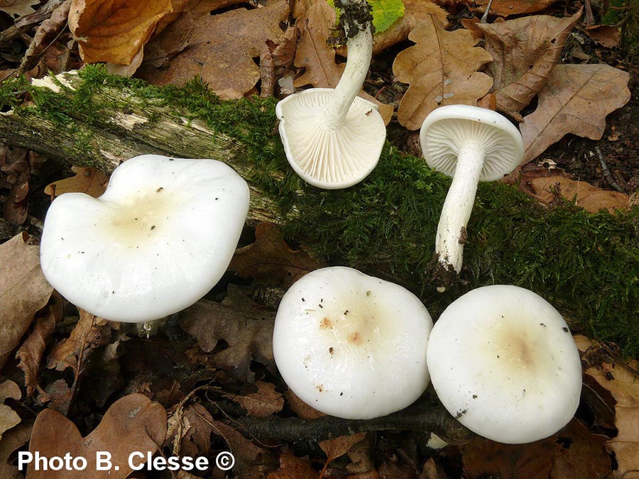 Hygrophorus discoxanthus