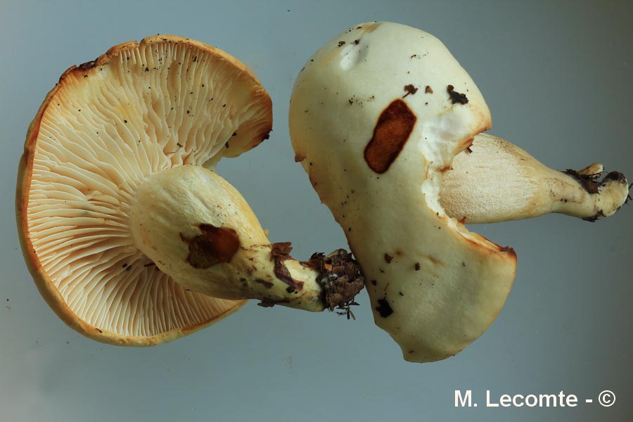 Hygrophorus discoxanthus