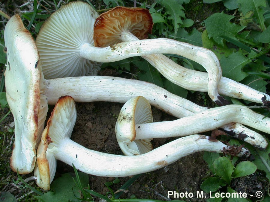 Hygrophorus discoxanthus