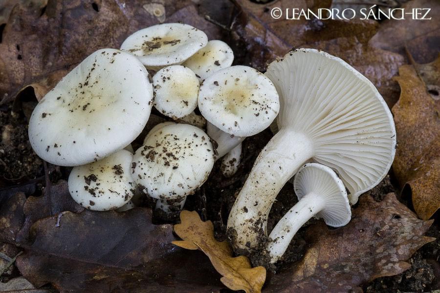 Hygrophorus discoxanthus