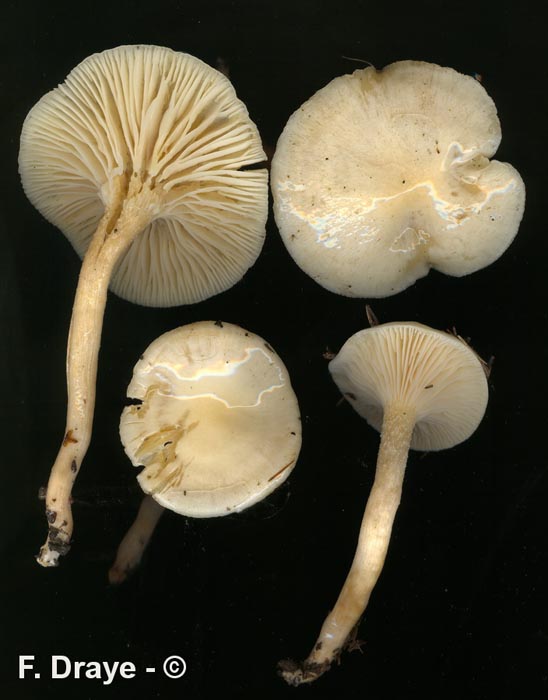 Hygrophorus eburneus