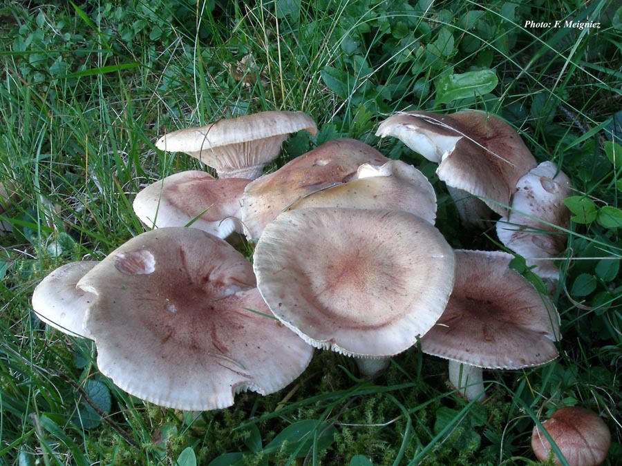 Hygrophorus erubescens