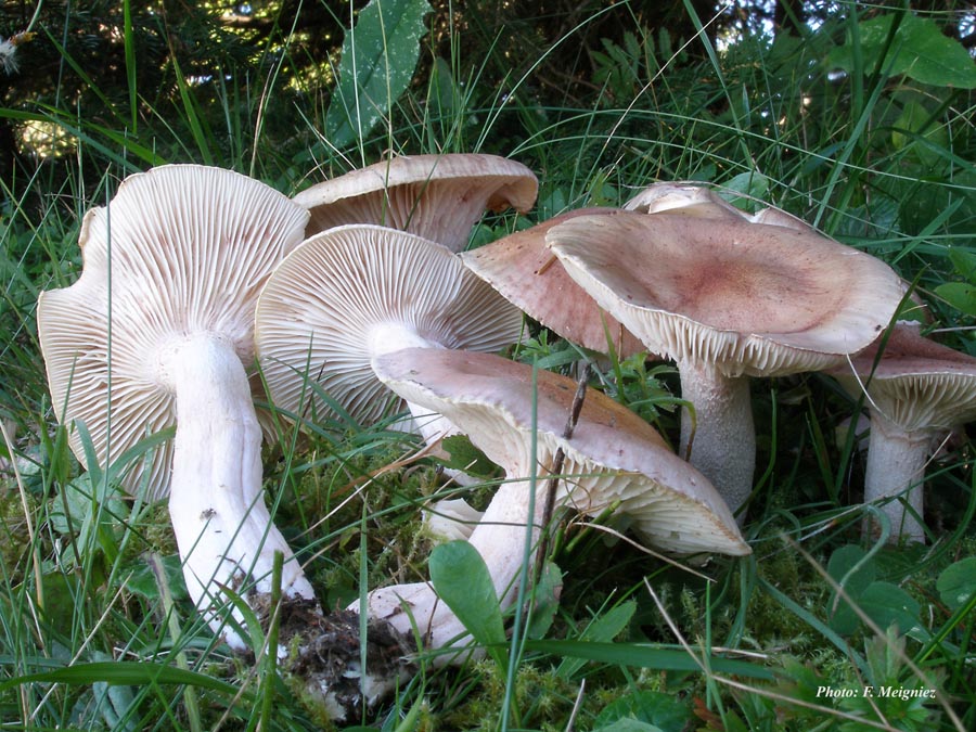 Hygrophorus erubescens