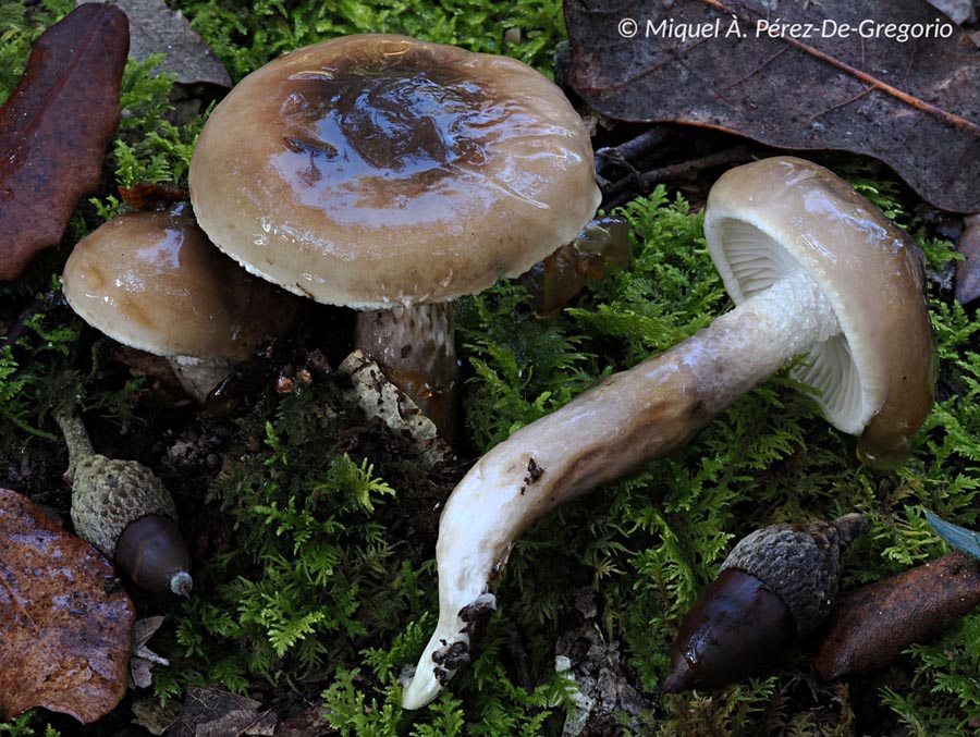 Hygrophorus glutinifer