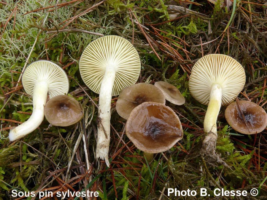 Hygrophorus hypothejus