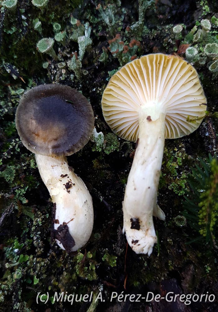 Hygrophorus hypothejus