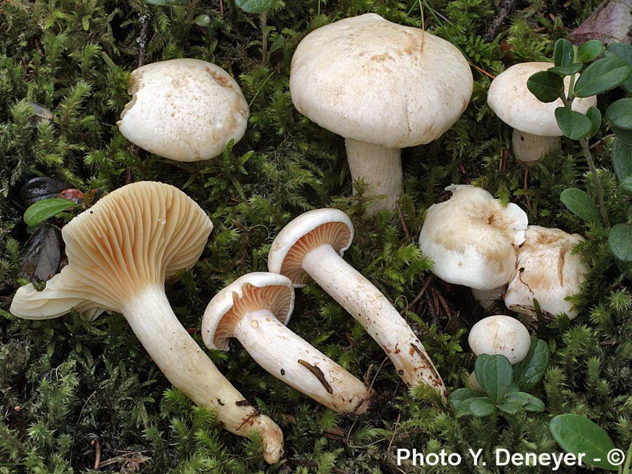 Hygrophorus karstenii