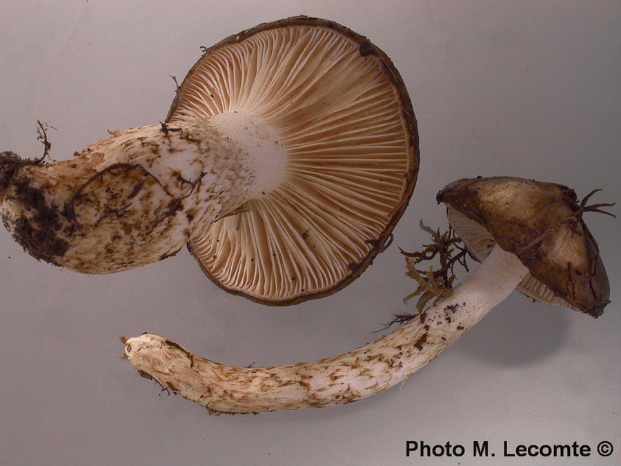 Hygrophorus latitabundus