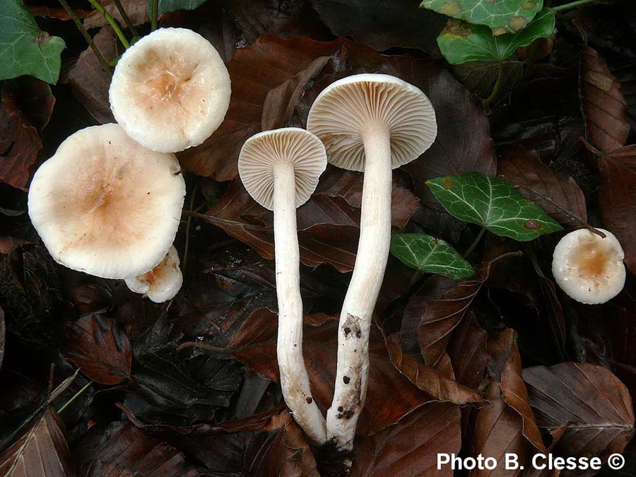 Hygrophorus lindtneri