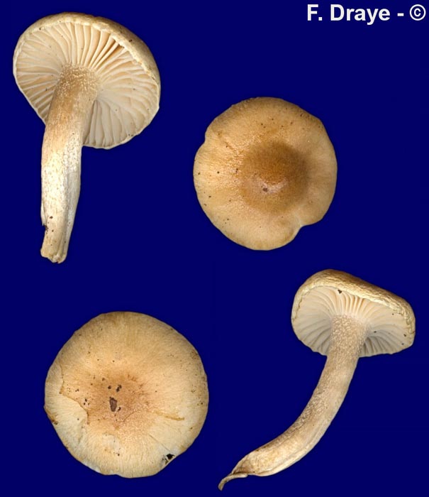 Hygrophorus lindtneri