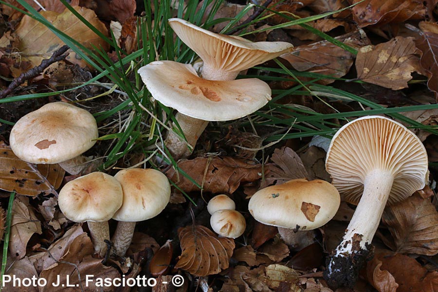 Hygrophorus lindtneri