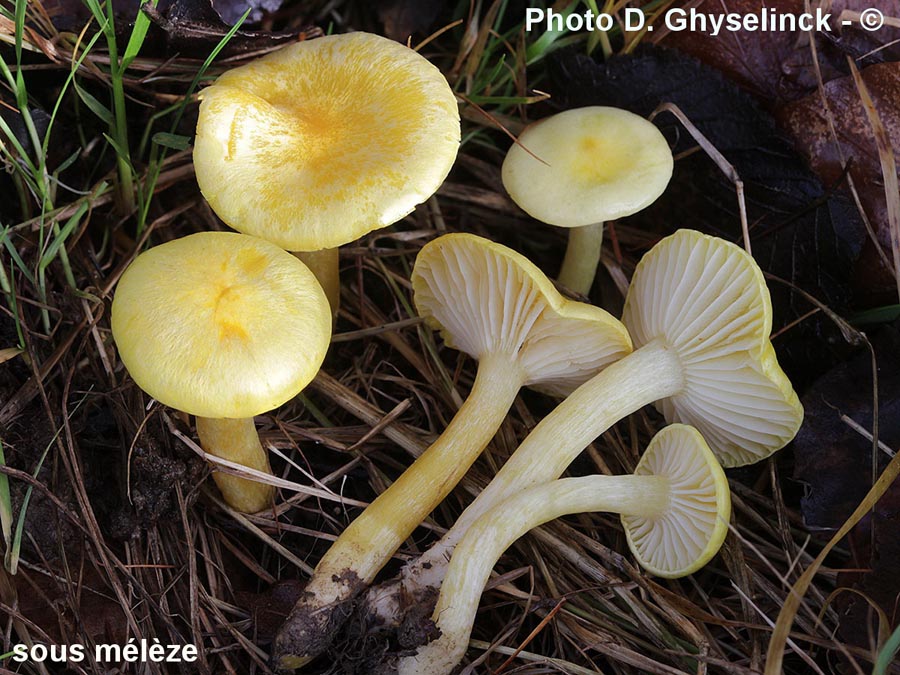 Hygrophorus lucorum