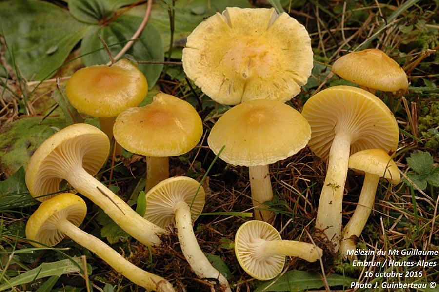 Hygrophorus lucorum