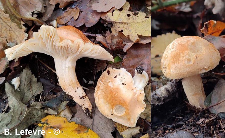 Hygrophorus nemoreus