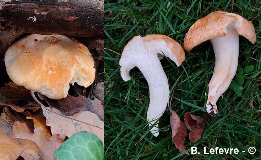 Hygrophorus nemoreus